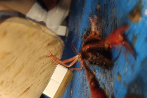 みくちゃんの白ブーツでザリガニCRUSH-1