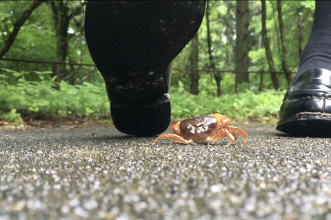 ローファーでサワガニ踏み潰し