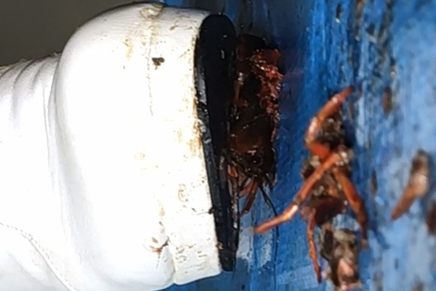 シン魔女っ娘みくちゃんの白ブーツでザリガニ駆除VOL２横編