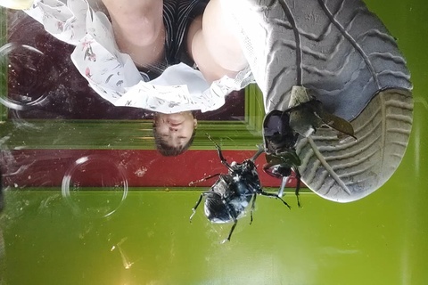 復刻版めいちゃんのスニーカーガラステーブルでカブトム〇クラ...