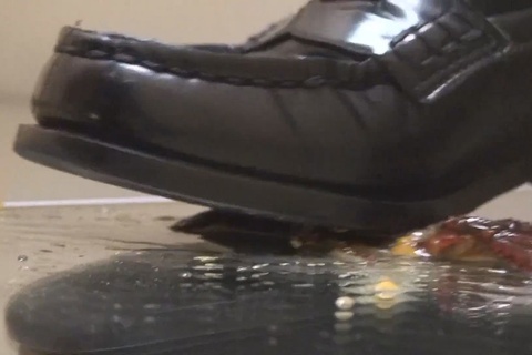 みほちゃんのローファーでザリガニクラッシュＶＯＬ１