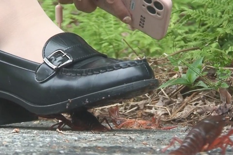 復刻版　めいちゃんの制服ローファーでザリガニCRUSH v...