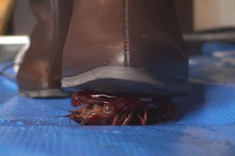 (再販）みくちゃんのショートブーツでザリガニクラッシュvol1