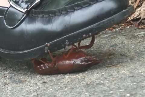 復刻版　めいちゃんの制服ローファーでザリガニCRUSH vol1