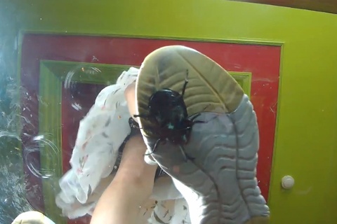 復刻版めいちゃんのスニーカーガラステーブルでカブトム〇クラ...