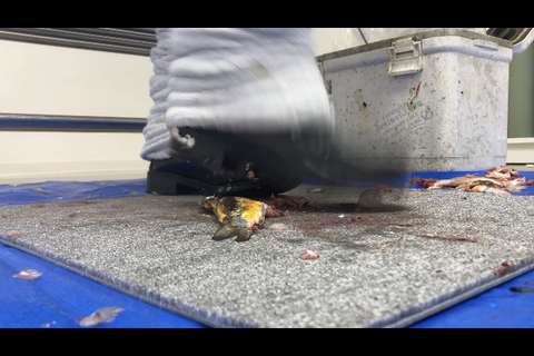 新登場‼️笑顔の可愛い妹系JD 制服　足元アングル編