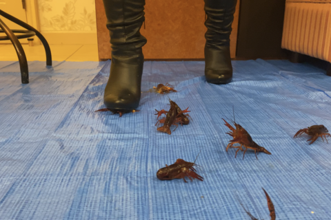 【インセクトクラッシュ】私物ロングブーツでザリガニを踏み散...