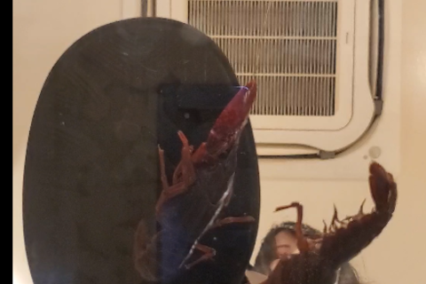 新「れいなちゃん」ローファー３セール1800→1200