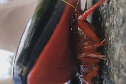 復刻版めいちゃんのエナメルヒールでザリガニCRUSH