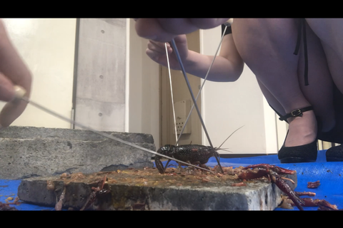 新登場‼️ハーフ顔神がかり的可愛さの清楚JDと可愛いドSシ...