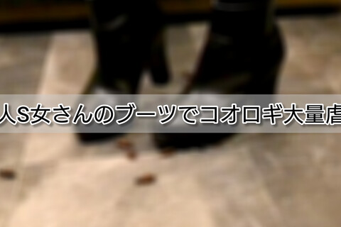 美人S女さんのブーツでコオロギ大量虐殺