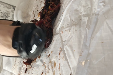 あみちゃんのハイヒールでザリガニ駆除