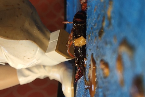 みくちゃんの白ブーツでザリガニCRUSH最終章