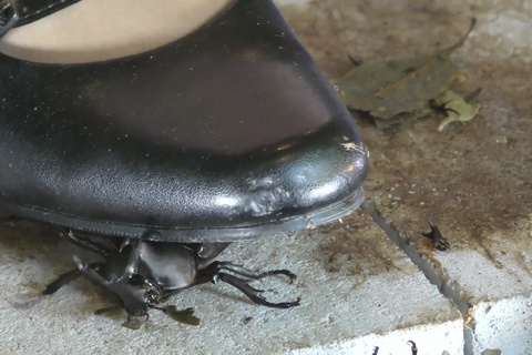 アイドル級美少女のコスプレ黒パンプスで兜CRUSH　vol8