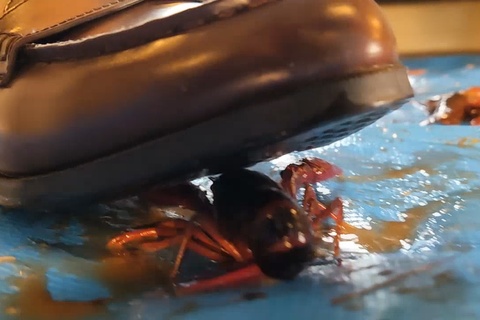 あみちゃんの学〇服、ローファーでザリガニCRUSU　ＶＯＬ１　