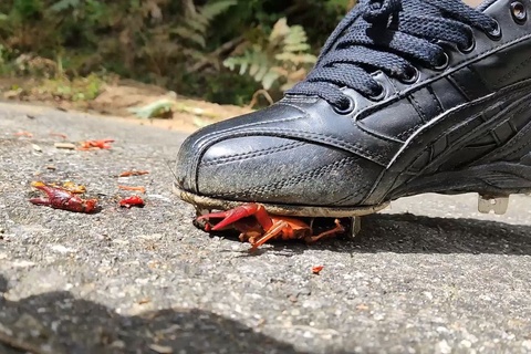 めいちゃんのコスプレ、スパイクでザリガニCRUSH最終章