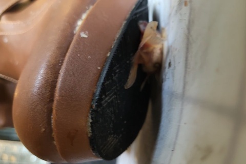 みくちゃんのコスプレブーツで金魚CRUSH　VOL2