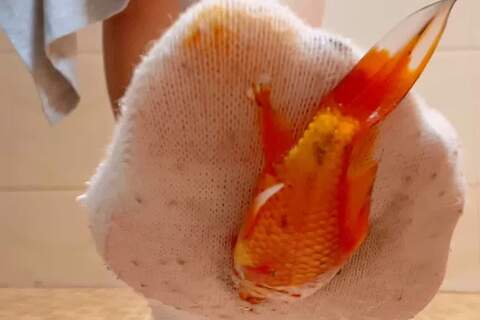 なつきちゃん白い靴下で魚クラッシュ