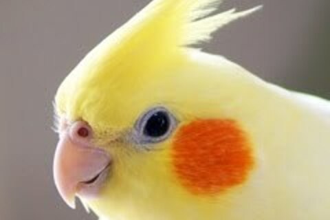 例の問題ライブ、これにて完結。