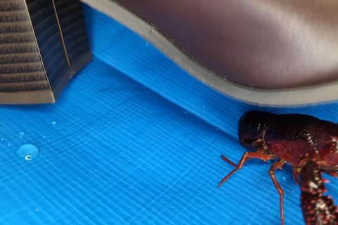 (再販）みくちゃんのショートブーツでザリガニクラッシュvol3