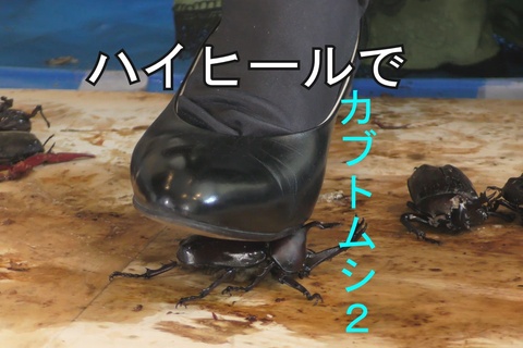 めいちゃんの馬〇コスプレ、ハイヒールでカブトムシ、ザリガニ...
