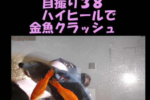 PC用縦１６：９さきちゃん自撮り３8ハイヒールで金魚クラッシュ！
