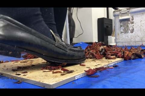 2回目撮影。めちゃカワ小動物系の清楚JDと、ノリノリのショ...